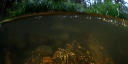 Je čas námluv raka kamenáče