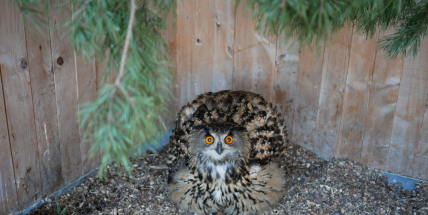 Adoptujte zvíře a darujte radost nejen o Vánocích