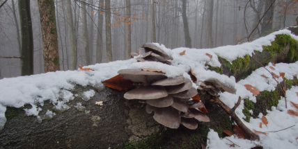 Hlíva je královnou pozdních hub v lese, ale i v kuchyni