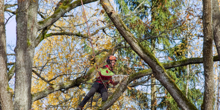 Arboristé ošetřili dubovou alej u Dolejšího Padrťského rybníka