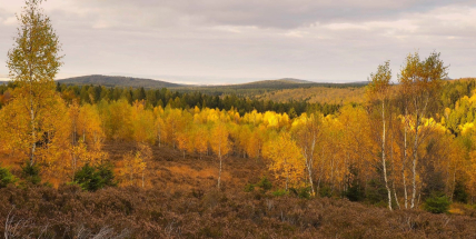 Brdské březiny: Krása v proměnách času