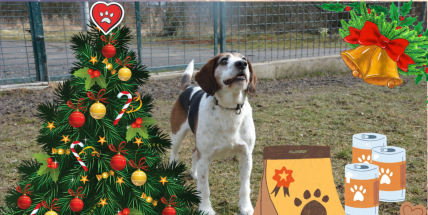 Ježíšek v útulku: Adventní nadílka pro chlupáče v Lazci