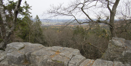 Na Kloboučku můžeme obdivovat staré a mohutné stromy