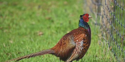 Veterináři vymezili rizikovou oblast kvůli ptačí chřipce