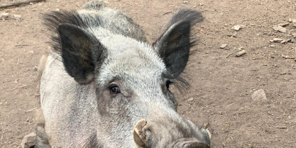 Naháňka v Brdech: Plešivec bude v pátek pro veřejnost uzavřen