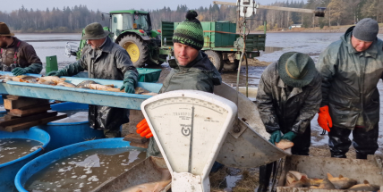 Prodejci vánočních kaprů mají nejvyšší čas nahlásit prodejní místa