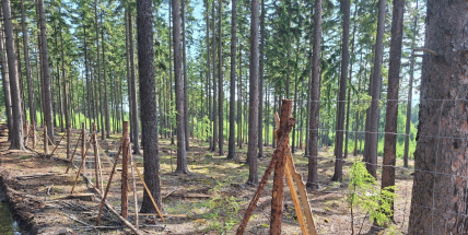 Nové výsadby vracejí brdským lesům jejich přirozenou podobu
