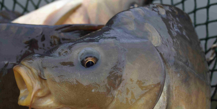 Kapr, řízek nebo úspory? Jak bude letos vypadat vánoční stůl na Příbramsku