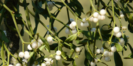 Vánoční jmelí: od keltských pověr až k polibkům pod větvičkou