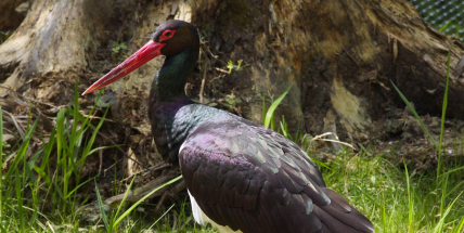 Tajemství bukové stráně