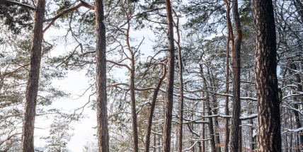 Zimní výpravy do Brd: aktivní odpočinek kousek od domova