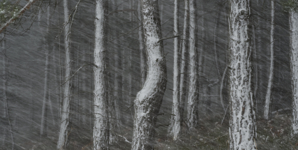 Sníh do Vánoc? Meteorologové krotí očekávání