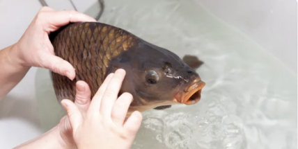 Kapr ve vaně a na svobodě, vánoční zvyk s odvrácenou tváří