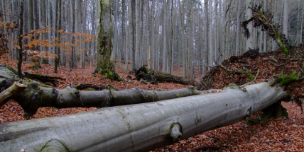 Tajemství bukové stráně: Čáp provokatér