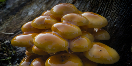 Na sváteční stůl patří i houbový kuba z vánoční houby