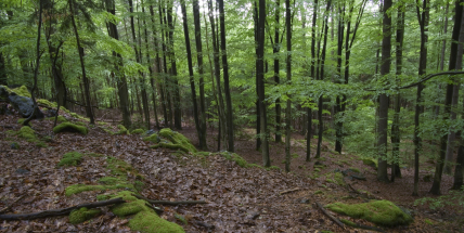 Cestou k prastarému hnízdu černých čápů v Brdech