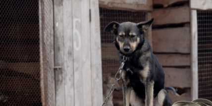 Česko od 2026 zakazuje psy na řetězu, bude následovat španělský model?
