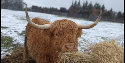 Silvestr v zooparku: splašený vůl, útěk daňků a sousedské napětí. Majitel kritizuje postup policie