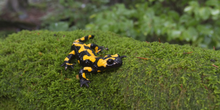 Jedovatý a mokro milující tajemný obyvatel bukové stráně