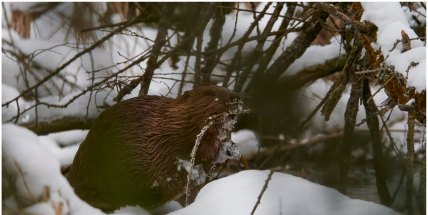 Informace o bobrech v Brdech se dostala mezi světové dobré zprávy roku 2025