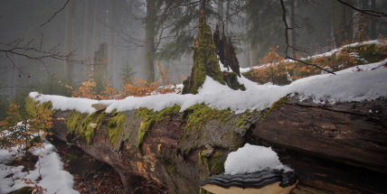 Když se černí čápi vydají na vandr