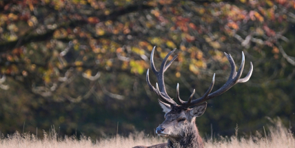 Tipy na víkend: Myslivecké plesy a pestrý hudební program