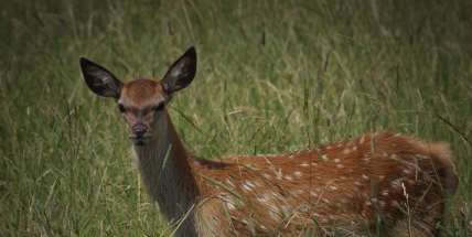 Pod ostružinovou strání se začal psát příběh brdského lesa