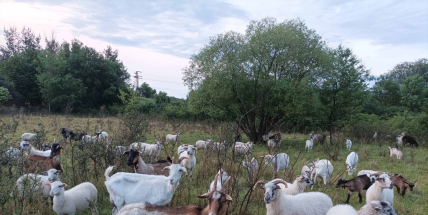 Péče o zachování brdské krajiny vyšla loni na skoro osm milionů korun