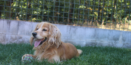 Příběhy z útulku v Lazci: Sam znovu věří lidem, Nela našla záchranu a Coudy čeká na svůj domov