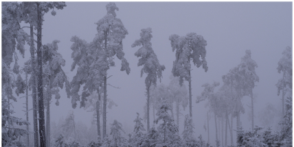 Nejen Brdy pod závojem jinovatky: Zima letos ukazuje svou pravou tvář