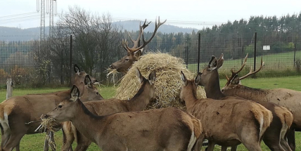 Pyrotechnika u zooparku Jeleni Homole: policie uznala pochybení, areál řeší následky