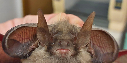 Takového pacienta tu ještě neměli. Netopýr s obříma ušima unikl kočce, nyní se o letouna starají v Hrachově