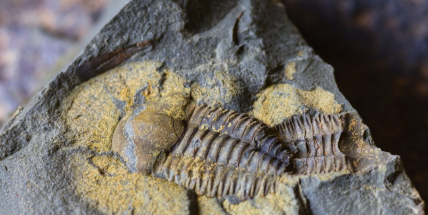 Brdy odhalují svůj pravěký poklad: trilobit Ellipsocephalus hoffi nám připomíná dávné moře