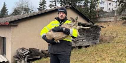 Srna uvízlá v plotě v Mixově ulici zaměstnala příbramské strážníky