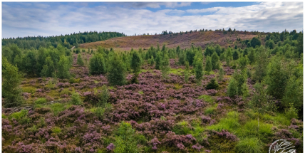 Další šance pro Brdy: Projekty na obnovu krajiny startují