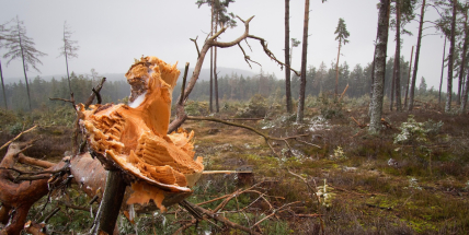Dlouhá zimní idyla se změnila v lesnickou noční můru