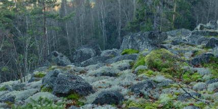 Za kouzlem a tajemstvím nevšedního světa lišejníků
