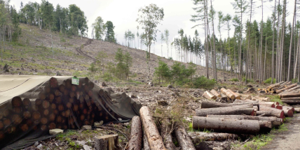 Vojenské lesy a statky: Brouk je na ústupu, pomáhá i satelit