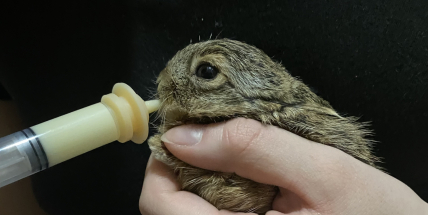 Sezona záchranných stanic se rozjela. Na Příbramsku už pečují o první nalezené zajíčky