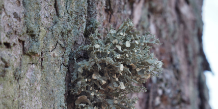 Za kouzlem a tajemstvím nevšedního světa lišejníků II.