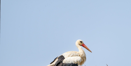 Rožmitálský čáp po roce opět přistál na komíně