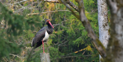 První čáp černý už je doma v Brdech. Je prvním svého druhu na našem území
