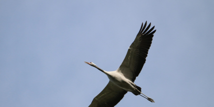 Slyšíte ten podivný zvuk z výšin? To krajinou znovu táhnou jeřábi popelaví