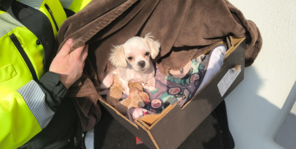 Veterináři odebrali z domu ve Vranovicích přes 150 psů