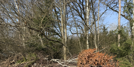 Bioodpad v Příbrami končí i v lese. Městské lesy ukazují fakta, která část veřejnosti nechce slyšet