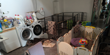 Policie obvinila manžele, kteří měli ve Vranovicích množírnu psů