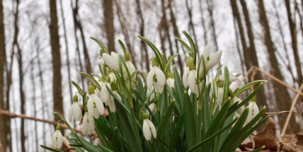 Co je pro vás poslem jara? První čáp na komíně nebo sněženky?