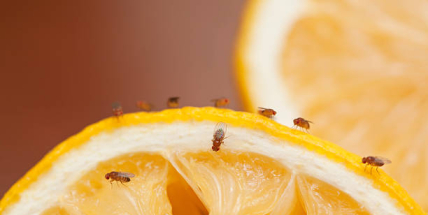 Máte doma octomilky? Tohle je důvod — a řešení, které opravdu funguje