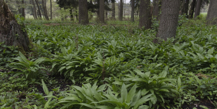 Medvědí česnek je vitaminová bomba. Jen dejte pozor na záměnu s jedovatou konvalinkou
