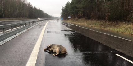 Pozor na zvěř na silnicích. V těchto měsících hrozí střety častěji